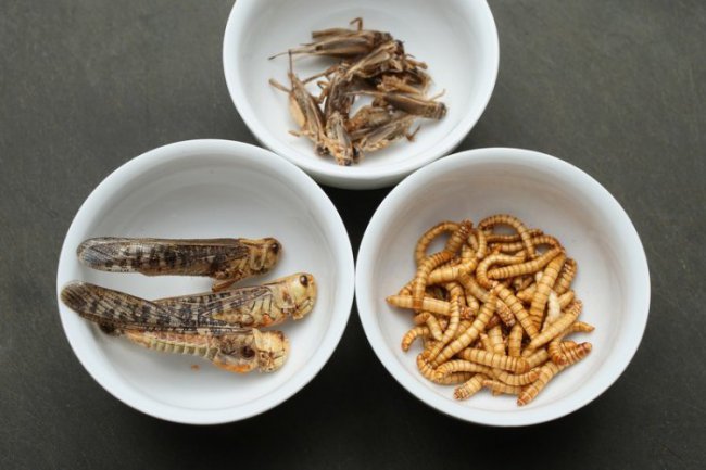 Новый тренд: питание насекомыми