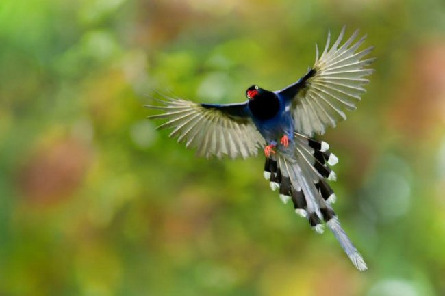 Фотоснимки птиц Сью Хсу