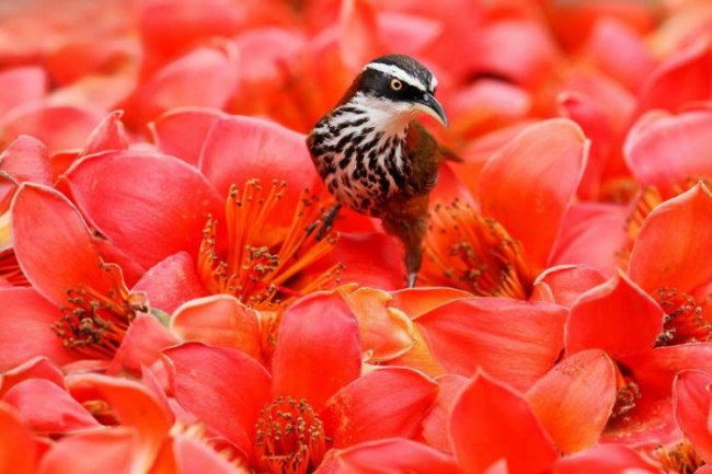 Фотоснимки птиц Сью Хсу