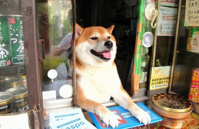 Японская собака работает продавцом в киоске