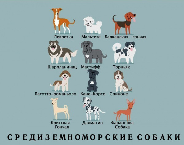 Какой национальности порода вашей собаки