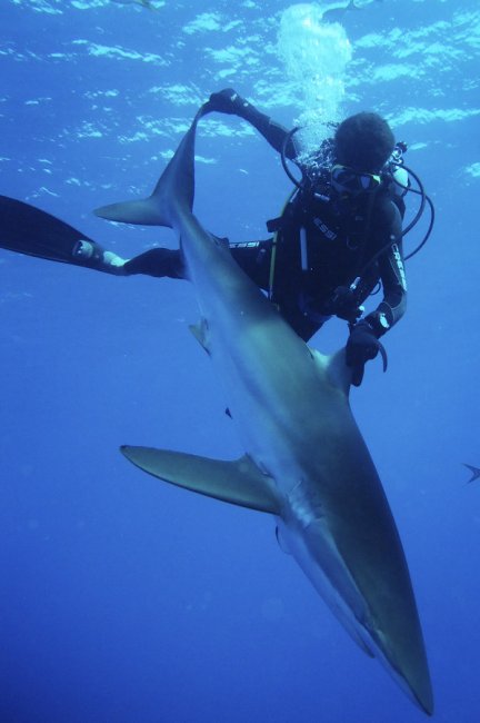 Как поймать акулу за хвост?