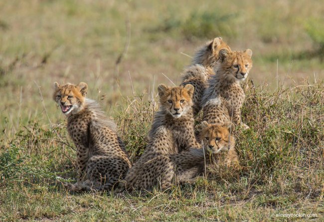 5 маленьких гепардов из Масаи-Мара