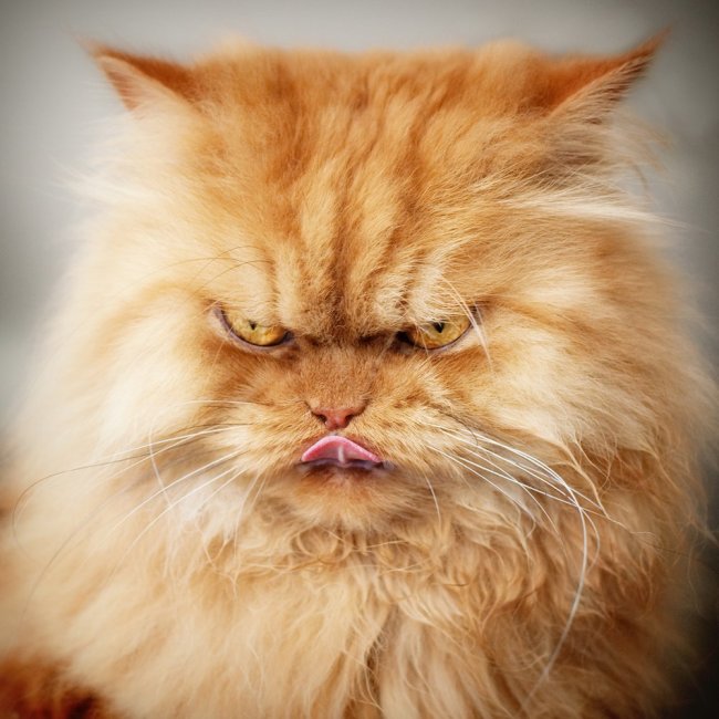 Самый сердитый кот в мире