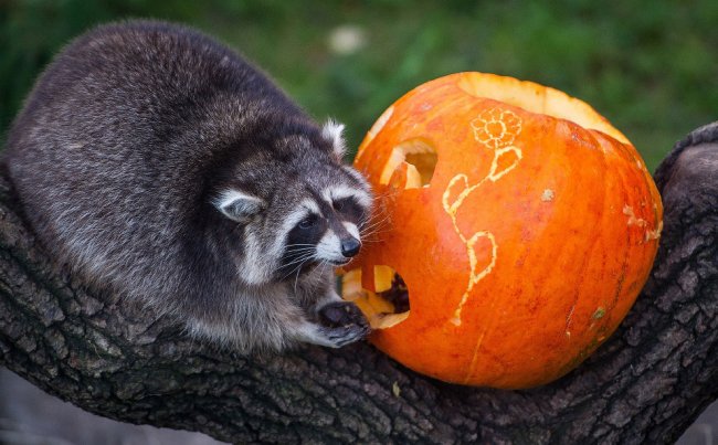 Хеллоуин у животных