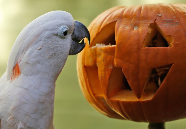 Хеллоуин у животных