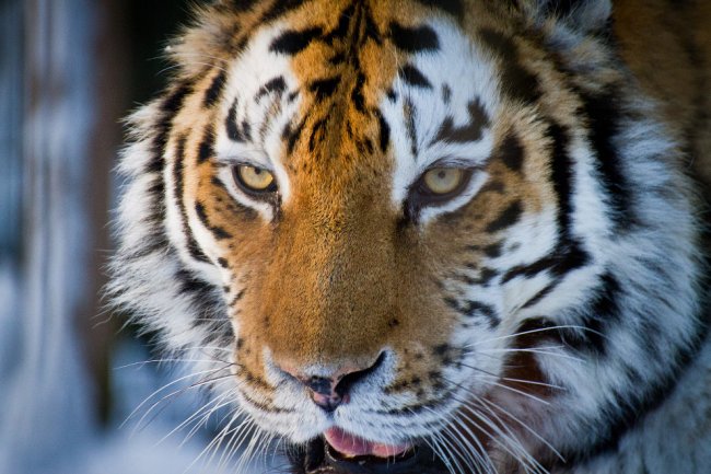 13 самых страшных животных по версии WWF