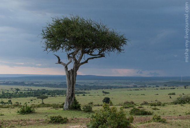 Масаи-Мара — самый известный заповедник в Кении