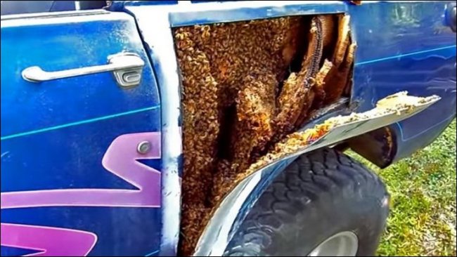 Пчелы построили улей внутри машины