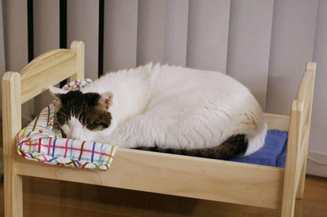 Кровати для кукол превращают в кровати для котов