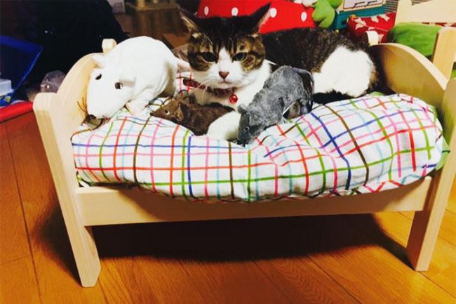 Кровати для кукол превращают в кровати для котов