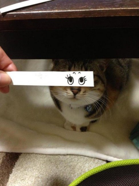 Коты с нарисованными глазами