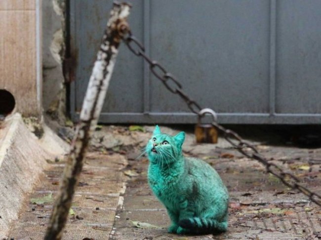 Зеленый кот бродит по улицам Варны