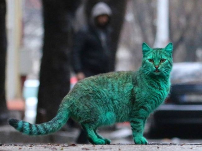 Зеленый кот бродит по улицам Варны