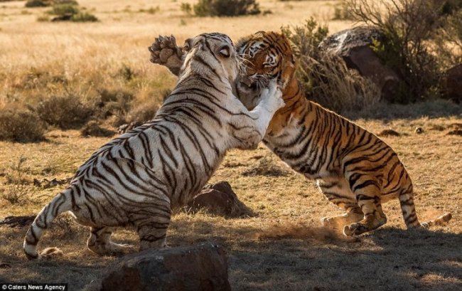 Схватка двух тигриц