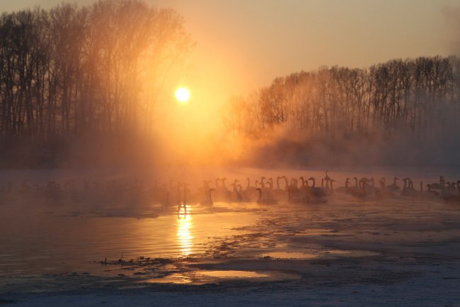 Лебединое озеро в Алтайском крае