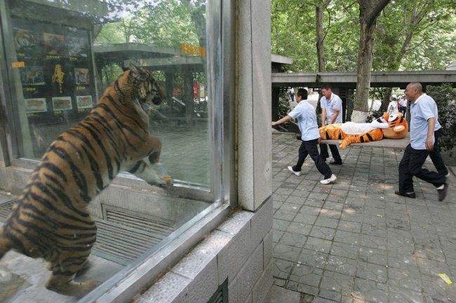 Побег из зоопарка