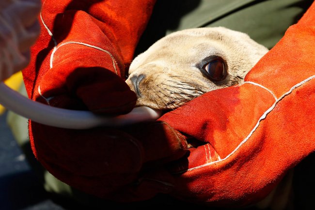 Спасение морских львов в Калифорнии