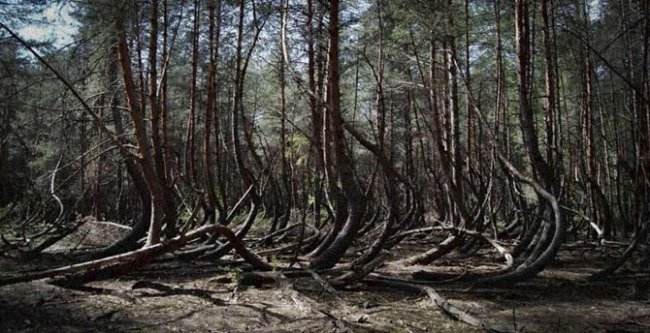 Самые страшные леса планеты