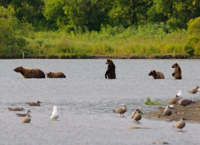 Жизнь медведей на Камчатке