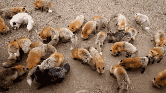 Самое мимимишное место на Земле — японская деревня лис