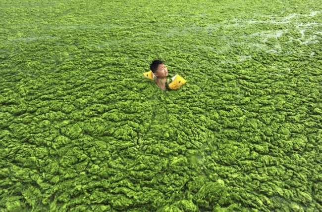 Нашествие зеленых водорослей