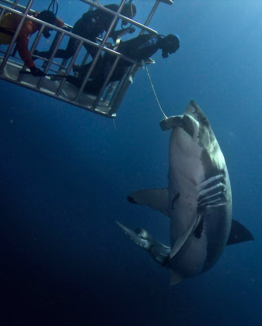 Как потрогать акулу