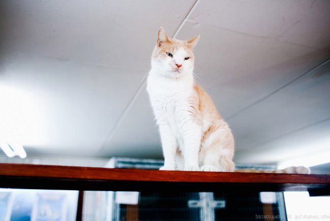 Амстердам: приют для кошек на барже