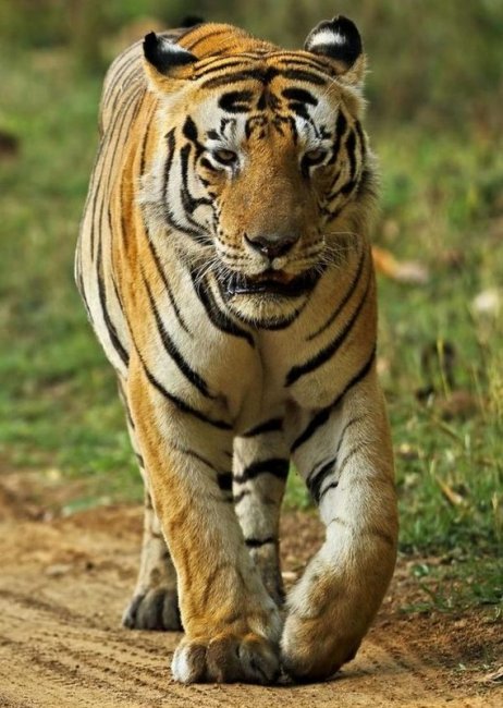 Тигр-кот