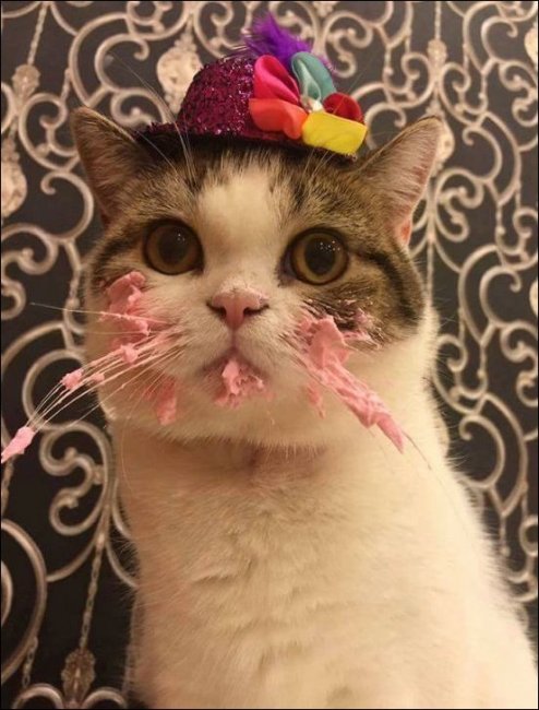 Тортик на день рождения кота