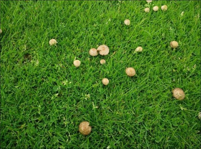 В Ужгороде на стадионе выросли грибы