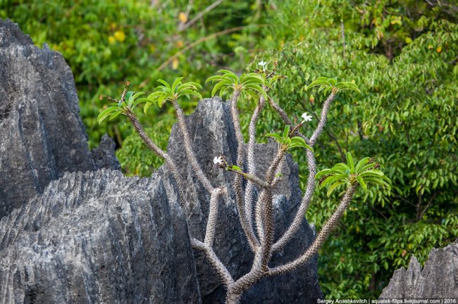 Это стоит увидеть своими глазами! Каменный лес Цинги