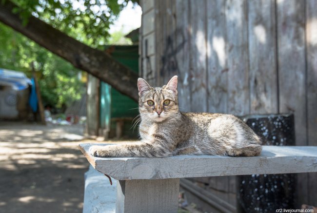 Томские котики