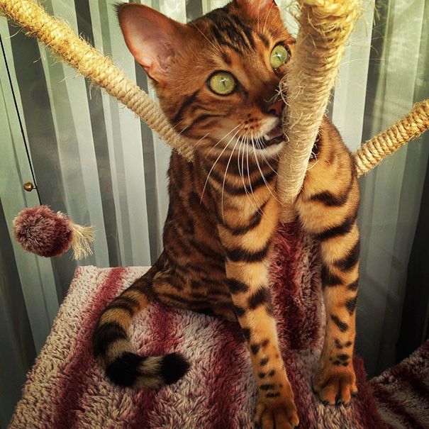 Бенгальский кот Тор с леопардовой шерстью
