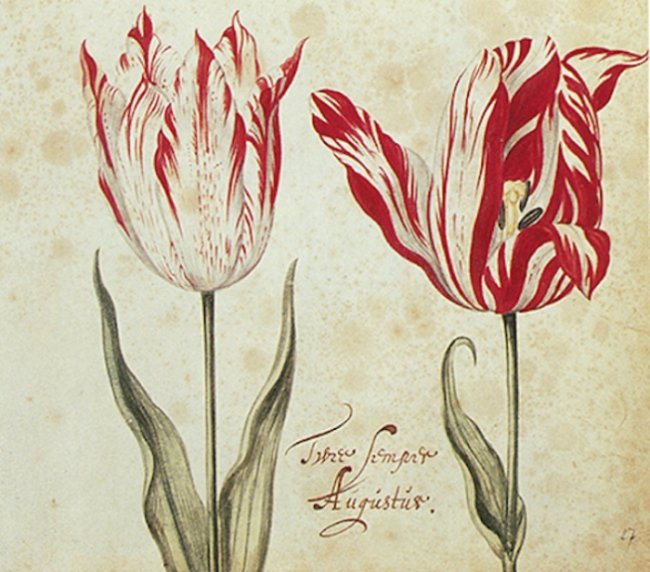 Самый красивый тюльпан в истории: цветок, который стоил как целый дом