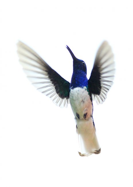 Колибри — птица, способная летать назад