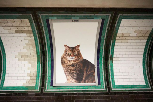 Котики атакуют: вся реклама в лондонском метро была заменена на постеры с котами