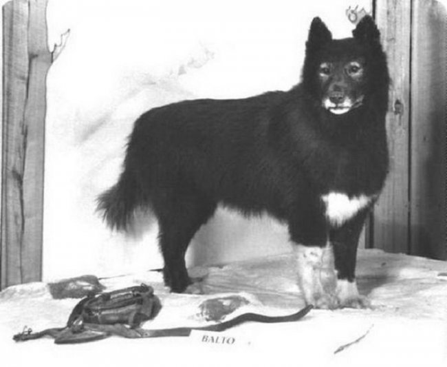 Реальная история Балто – ездового пса, спасшего город от эпидемии в начале ХХ века