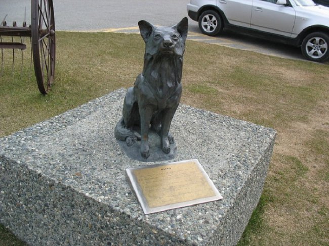 Реальная история Балто – ездового пса, спасшего город от эпидемии в начале ХХ века