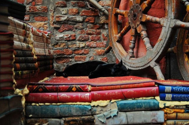 В Венеции даже книги – в гондолах: оригинальная книжная лавка