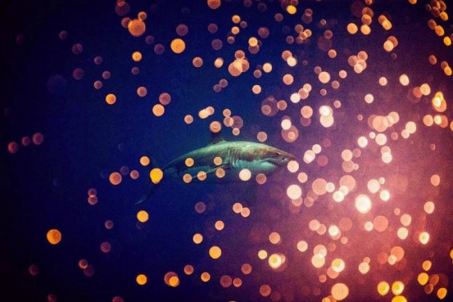Удивительные снимки с акулами