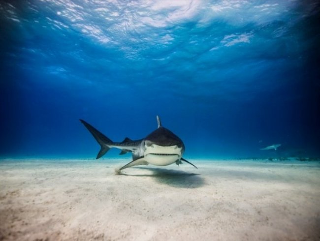 Удивительные снимки с акулами