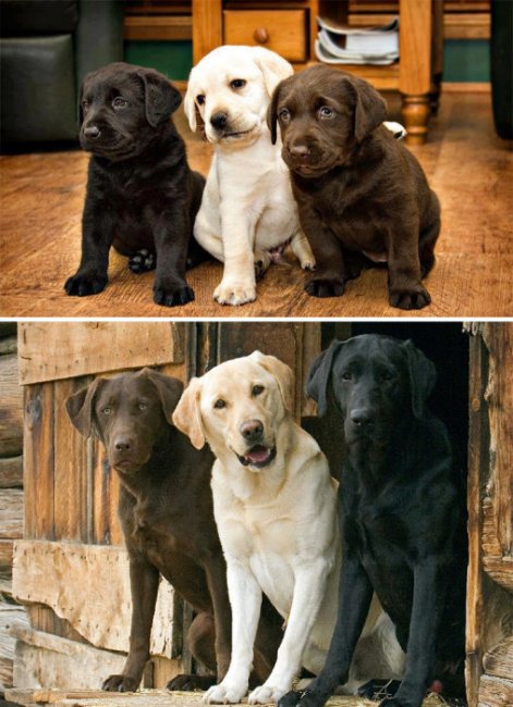 До и после: 20 фотографий друзей-животных, которые выросли вместе