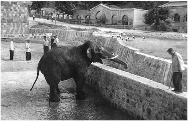 Трагическая судьба слона Вовы из ереванского зоопарка