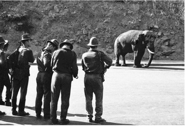 Трагическая судьба слона Вовы из ереванского зоопарка