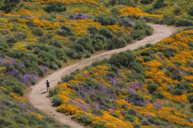 Цветущие поля Калифорнии