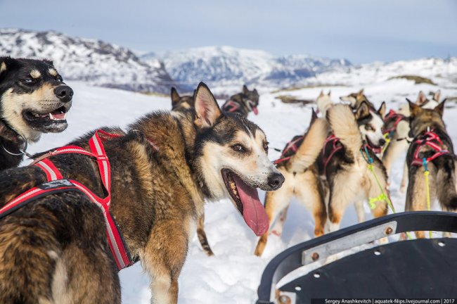 Собачий общественный транспорт в Норвегии