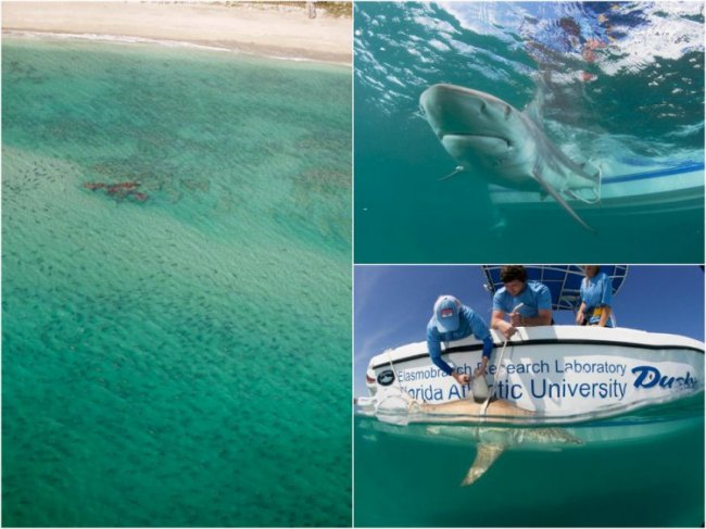 Тысячи акул мигрируют вдоль побережья Флориды