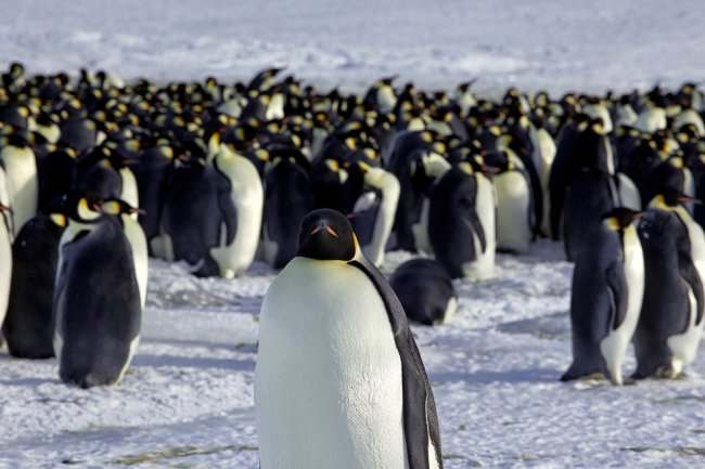 Всемирный день пингвинов 2017