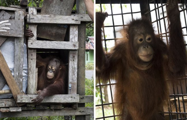 Орангутанг Котап освободился от клетки, в которой провел полжизни